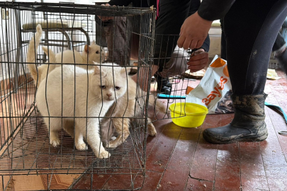 RUS KADININ EVİNDE 4 GÜN AÇ KALAN 12 HAYVAN KURTARILDI