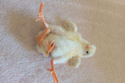 DİYARBAKIR’DA DÖRT AYAKLI CİVCİV GÖRENLERİ ŞAŞIRTTI