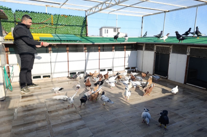 13 YILLIK MEMURLUKTAN SONRA GÜVERCİN YETİŞTİRİYOR