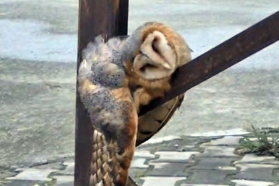 SOKAK DİREĞİNDE UYUYAN BAYKUŞ İLGİ ODAĞI OLDU