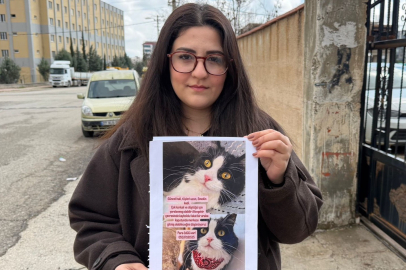 KAYIP KEDİ İÇİN ÖDÜL KOYDULAR: BULANA ÇEYREK ALTIN