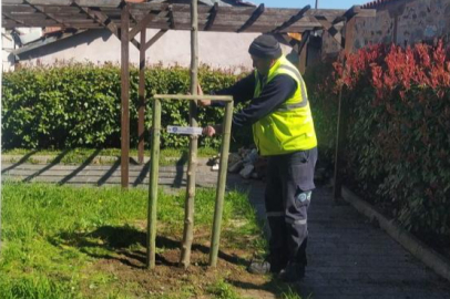 700 YILLIK MİRASA, 700 ULU ÇINAR