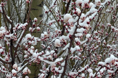 AFYONKARAHİSAR'DA BADEM VE KAYISI ÇİÇEKLERİ KAR ALTINDA KALDI