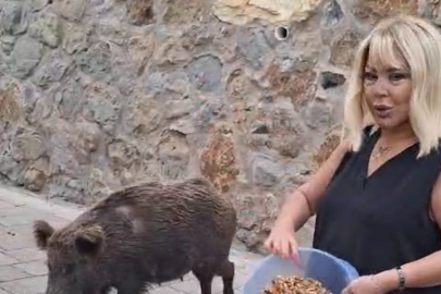 SAFİYE SOYMAN KAPISINA GELEN DOMUZU ELLERİYLE BESLEDİ