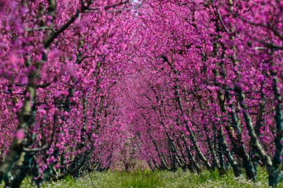 BURSA'NIN ŞEFTALİ BAHÇELERİNDE RENK CÜMBÜŞÜ