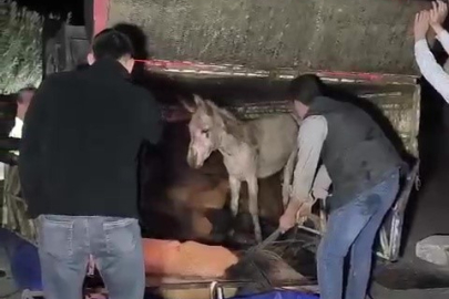 ADANA’DA KASASI EŞEK YÜKLÜ KAMYONET DEVRİLDİ