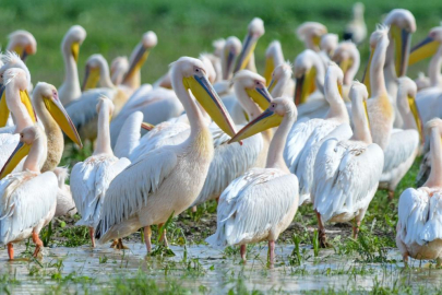 BURSA’NIN DOĞASINDA BAHARLA GELEN PELİKANLAR