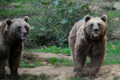 AYILARLA KARŞILAŞINCA NE YAPILIR? UZMANI AÇIKLADI