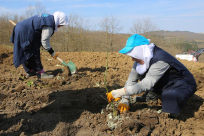 NİLÜFER'DE ATIL ARAZİLER BÖĞÜRTLENLE BEREKETLENİYOR