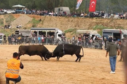 İZMİR KEMALPAŞA'DA 3. BOĞA GÜREŞİ FESTİVALİ HEYECANI