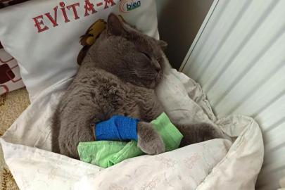 SAMSUN’DA KUDUZ AŞISI YAPILAN EVCİL KEDİ HAYATINI KAYBETTİ