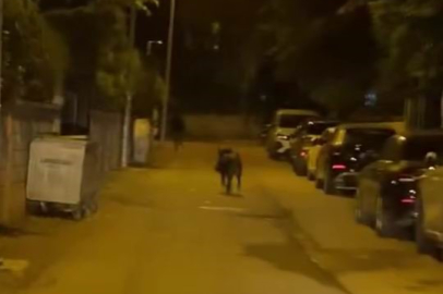 BATMAN’DA DOMUZ PANİĞİ: DOMUZ TRAFİĞİN ALTINI ÜSTÜNE GETİRDİ