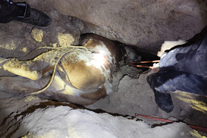 DAĞLIK ALANDA OTLARKEN MAĞARAYA DÜŞEN İNEK BÖYLE TELEF OLDU