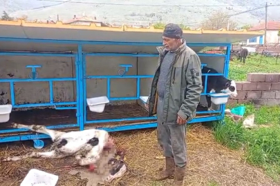 KONYA’DA BAŞIBOŞ KÖPEKLER BUZAĞIYI PARÇALADI