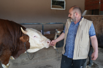 1 TON 300 KİLOLUK TOSUN KURBAN BAYRAMI’NIN GÖZDESİ OLDU