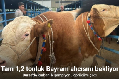 BURSA’DA ŞAMPİYON TOSUN ALICISINI BEKLİYOR