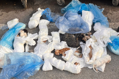İZMİR’DE POŞETLER İÇİNDE 33 ÖLÜ KEDİ BULUNDU
