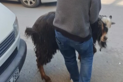 KURBANLIK KEÇİ KAÇTI VATANDAŞLAR BÖYLE KOVALADI