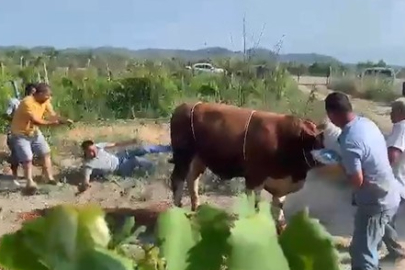 BURSA'DA BOĞANIN İNTİKAMI SERT OLDU