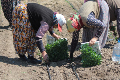 KARACABEY'DE BİBER DİKİMİ GECİKMELİ BAŞLADI