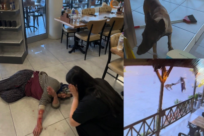 BAŞIBOŞ KÖPEK KADININ KOLUNU KOPARDI