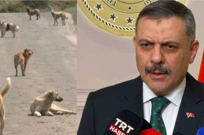 BAKAN ÇİFTÇİ AÇIKLADI: HEPSİNİ BARINAKLARA TOPLATACAĞIM