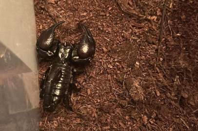 İSTANBUL'DA BİR EVDEN TARANTULA, YILAN, AKREP, İGUANA ÇIKTI