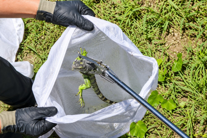 İTFAİYENİN İGUANA MESAİSİ