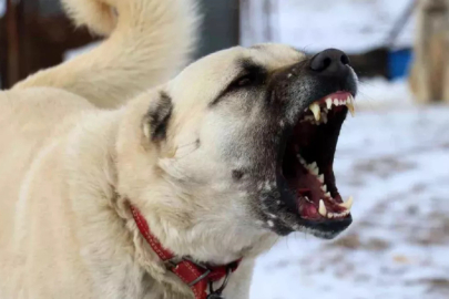 KÖPEKLE TEHDİT DE 'SİLAHLI TEHDİT' OLARAK DEĞERLENDİRİLEBİLİR