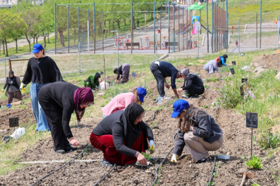 TOPRAKTA HAYAT, SOFRADA BEREKET: MAHALLE BOSTANLARI'NDA YAZ HASADI