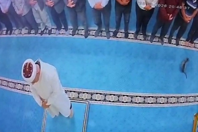 CAMİDE YAVRU KEDİYİ BÖYLE TEKMELEDİ, GÖZALTINA ALINDI