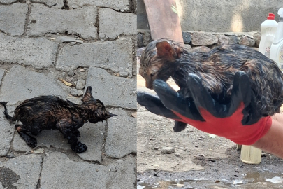 AĞRI'DA ZİFT BİRİKİNTİSİNE YAPIŞAN KEDİYİ İTFAİYE KURTARDI