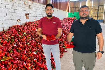KAPYA BİBERDEKİ REKOLTE BOLLUĞU FİYATLARI DÜŞÜRDÜ
