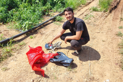 BU DA ERKEN HASAT: 1 TON SALÇALIK BİBERİ TARLADAN ÇALMIŞLAR!