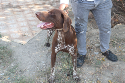 ADANA'DA KÖPEĞE SOPAYLA ŞİDDET GÜVENLİK KAMERASINA YANSIDI