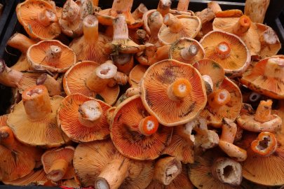 KANLICA MANTARININ ARASINA BİR TANE KARIŞSA BİLE ZEHİRLİYOR