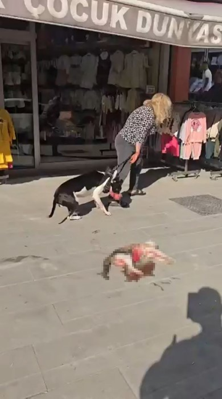PİTBULL KEDİYİ PARÇALADI
