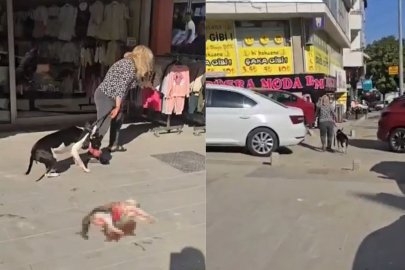 PİTBULL CİNSİ KÖPEK KEDİYİ PARÇALADI: SAHİBİ KÖPEK BU DEDİ!