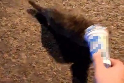 KAFASINA KUTU SIKIŞAN KEDİ İTFAİYEYE SIĞINDI