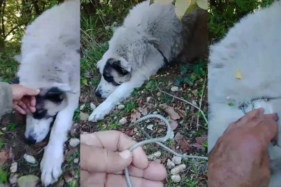 BOYNU ÇELİK TELLİ TUZAĞA TAKILAN SOKAK KÖPEĞİNİ 112 KURTARDI