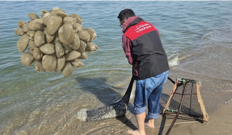 kum şırlanı