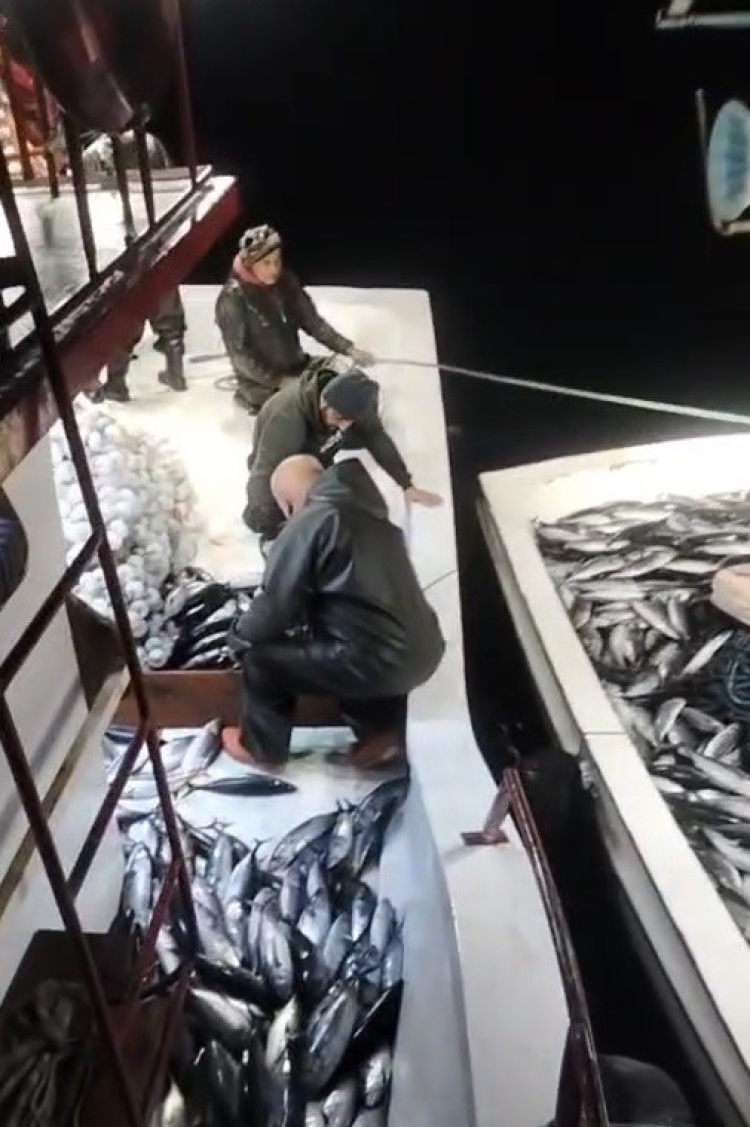 Sinop'ta palamut avı