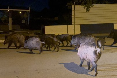 BODRUM'DA DOMUZ SÜRÜSÜ MAHALLEYE İNDİ: DOMUZLAR BÖYLE TURLADI